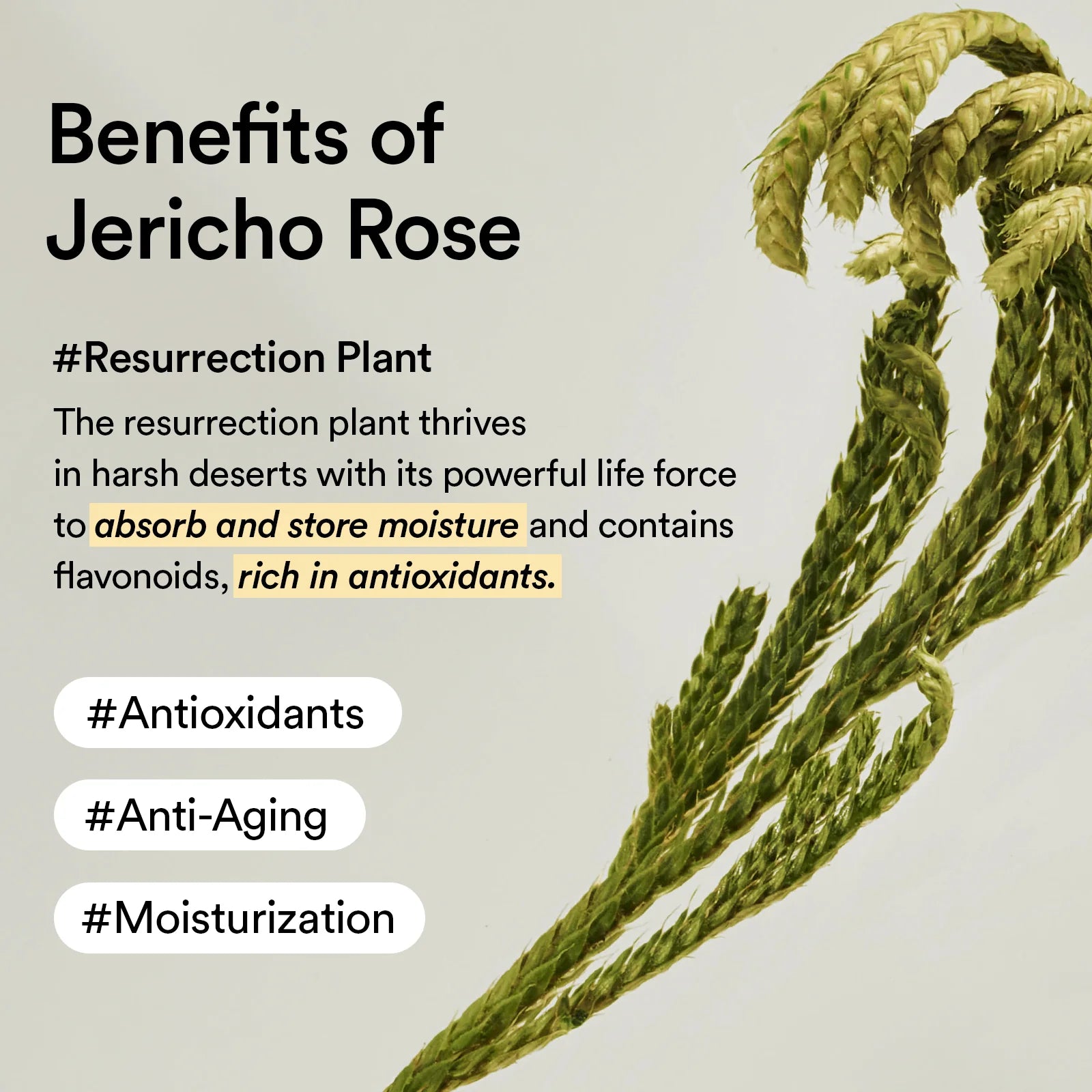 Abib - Collagen Eye Patch Jericho Rose Jelly 60pc